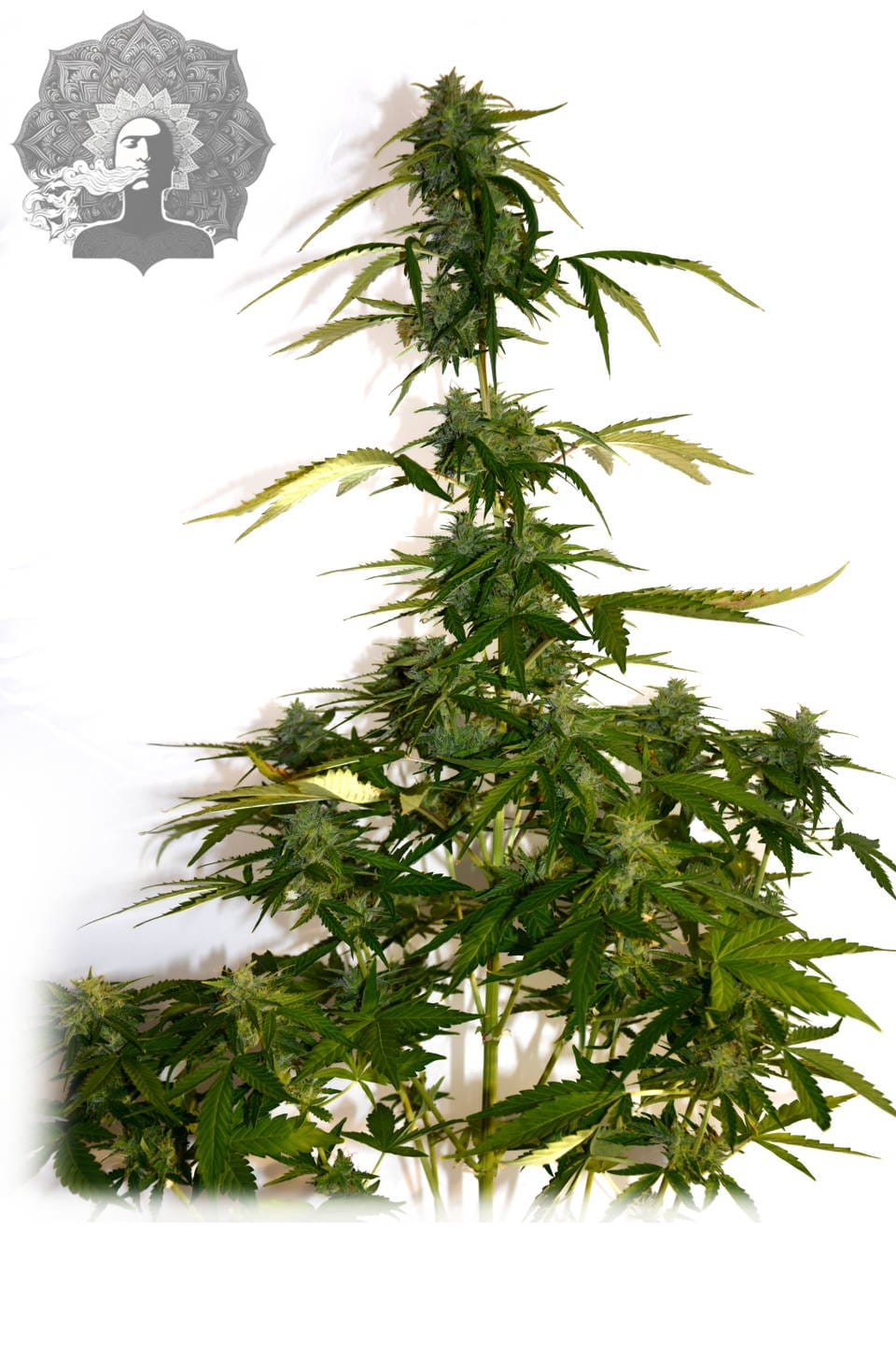 Big Autoflower Plant 2