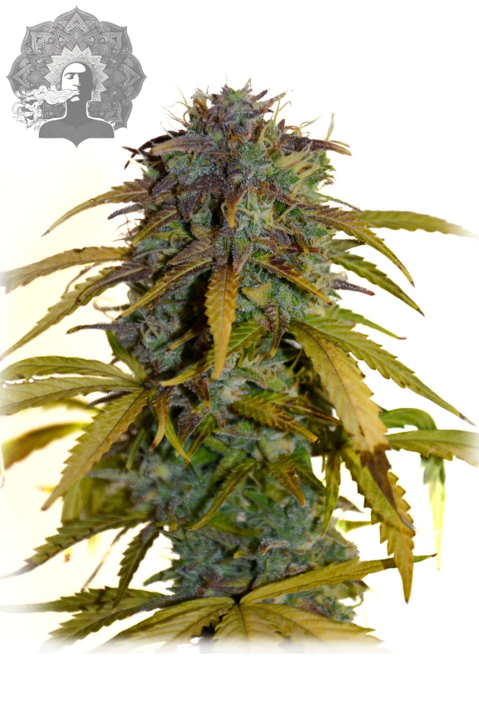 Big Autoflower Head