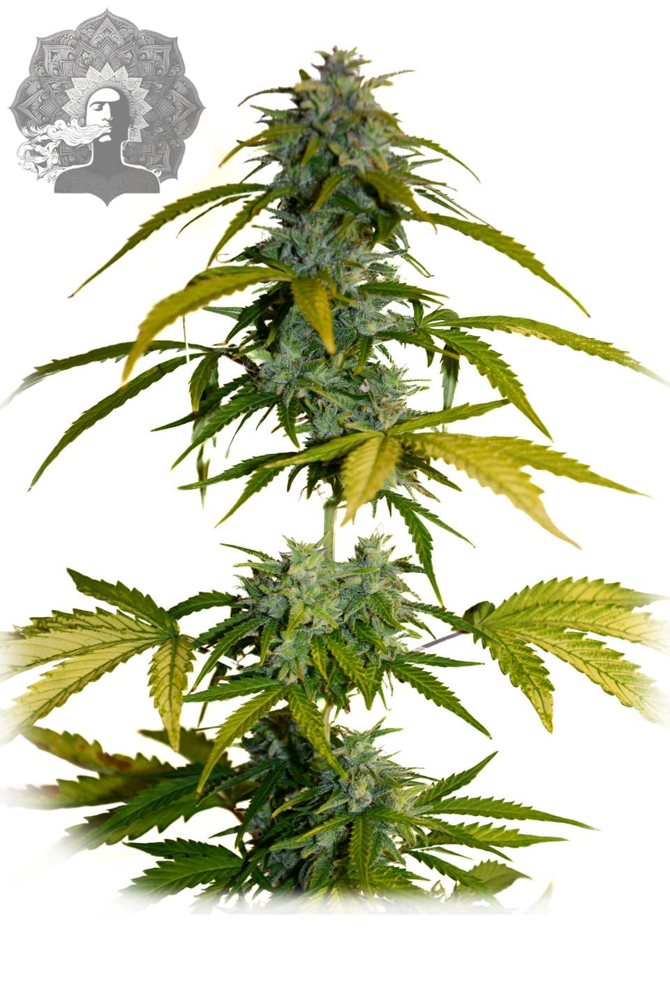 Big Autoflower Zoom